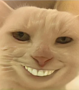 TOP 128+ ảnh meme mèo cười siêu hài hước mới nhất