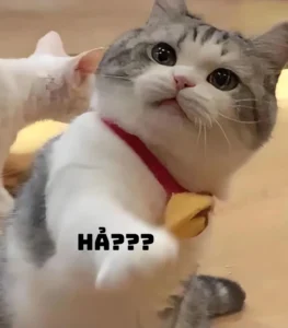 Bộ sưu tập 184+ ảnh meme mèo cute hài hước, dễ thương nhất