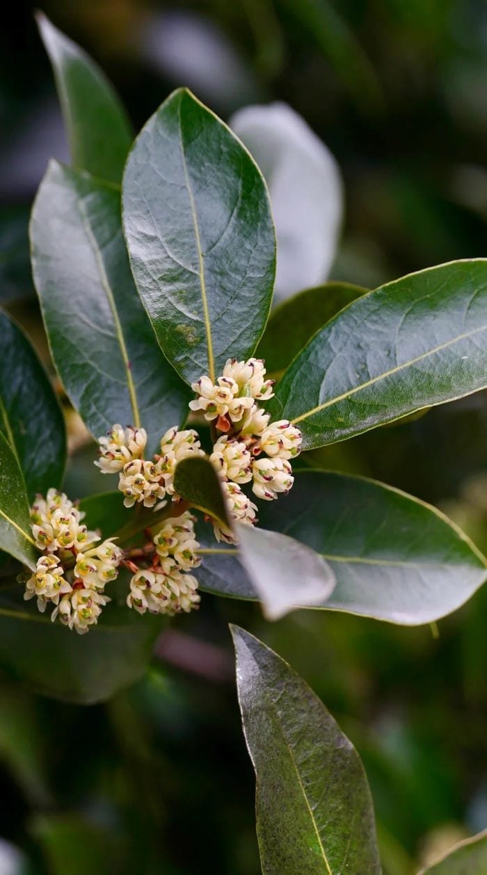 ảnh nền vòng nguyệt quế đẹp