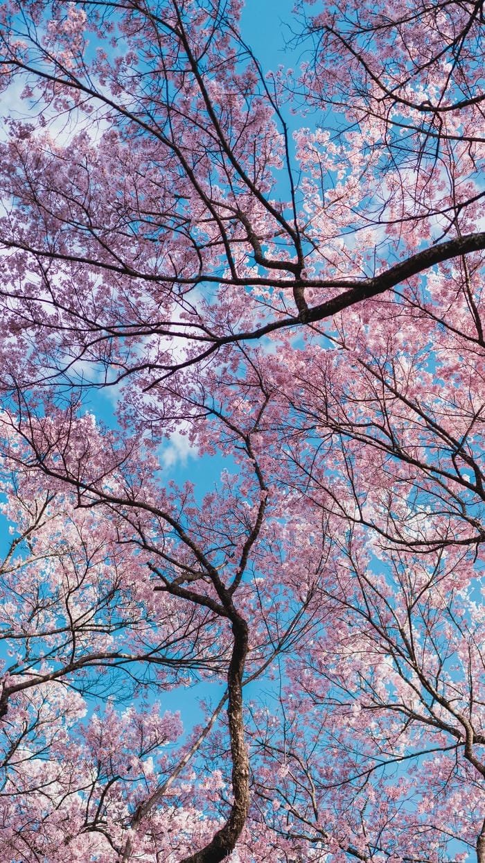 hình nền Nhật Bản hiện đại