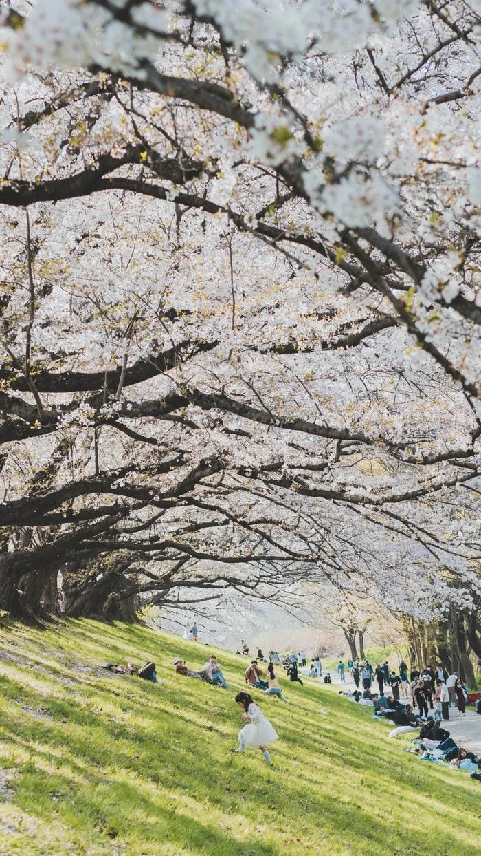 hình nền Nhật Bản hoa anh đào