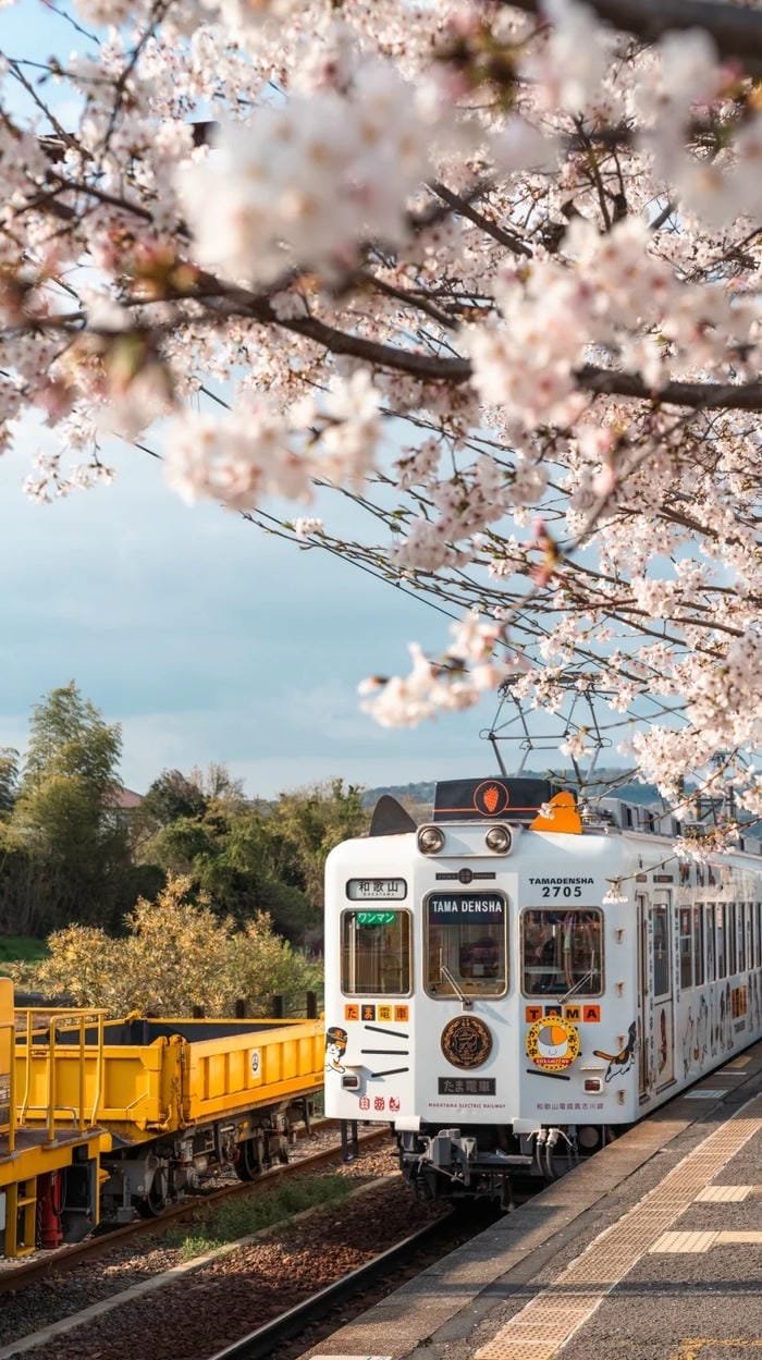 hình nền Nhật Bản mùa hè