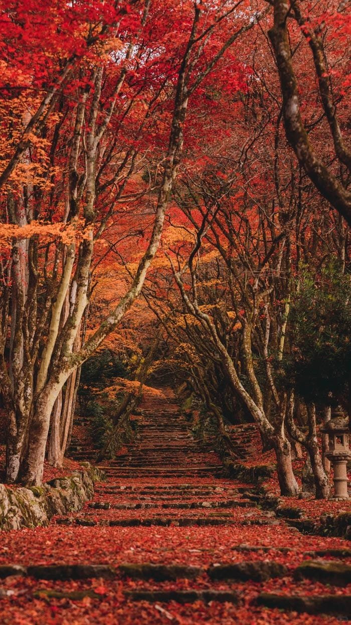 hình nền Nhật Bản mùa lá rụng