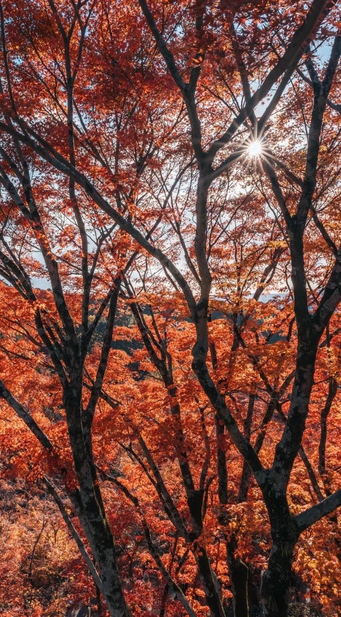 hình nền Nhật Bản nghệ thuật