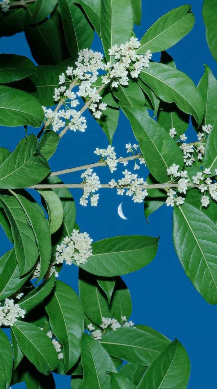 hình nền lá nguyệt quế cây xanh