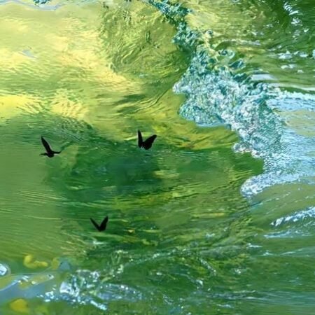 299+ hình nền máy tính đơn giản mà tinh tế, nhìn là mê