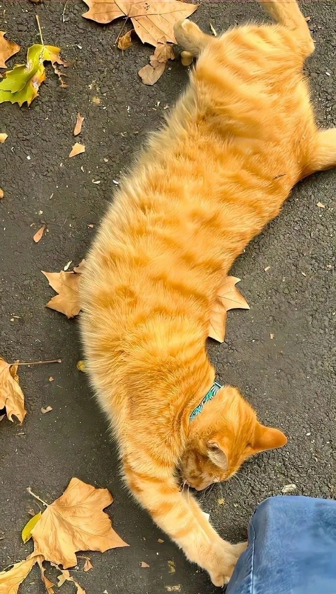 hình nền mùa thu đơn giản