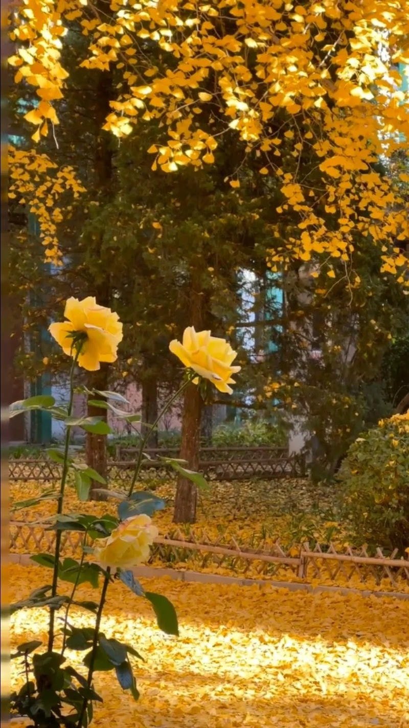 hình nền mùa thu tĩnh lặng