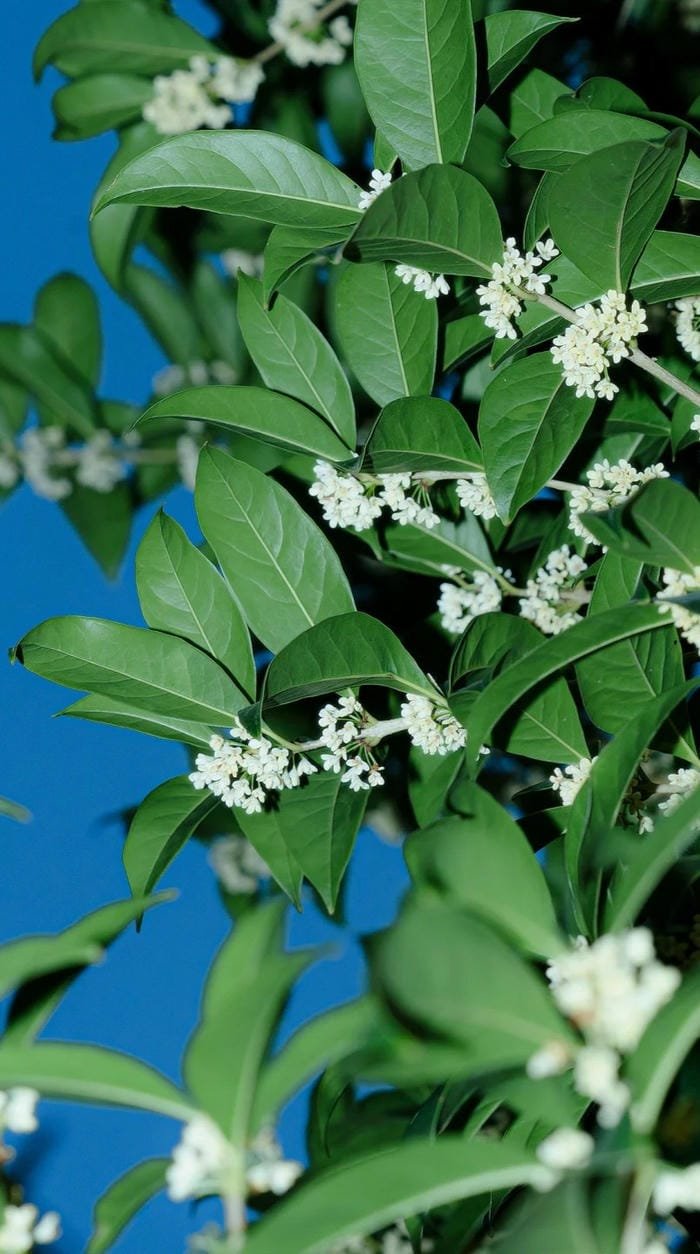 hình nền nguyệt quế trang trí