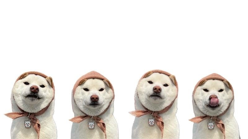 hình nền pc 4k chó