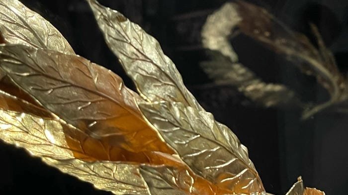 hình nền vòng nguyệt quế vàng