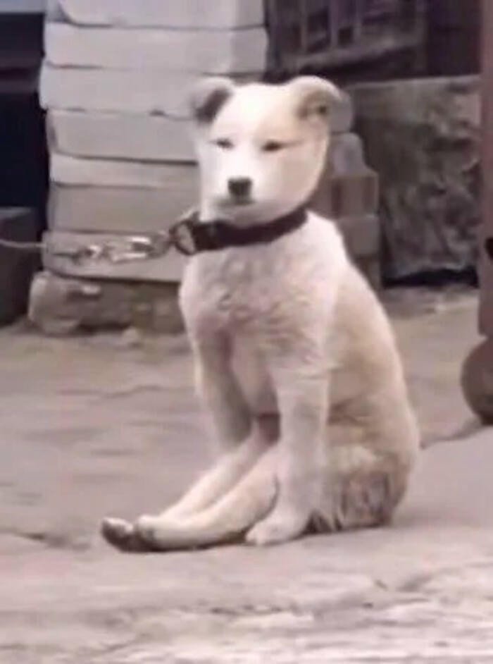 meme bựa ấn tượng