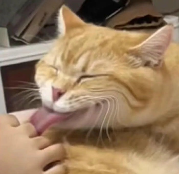 meme bựa vui nhộn