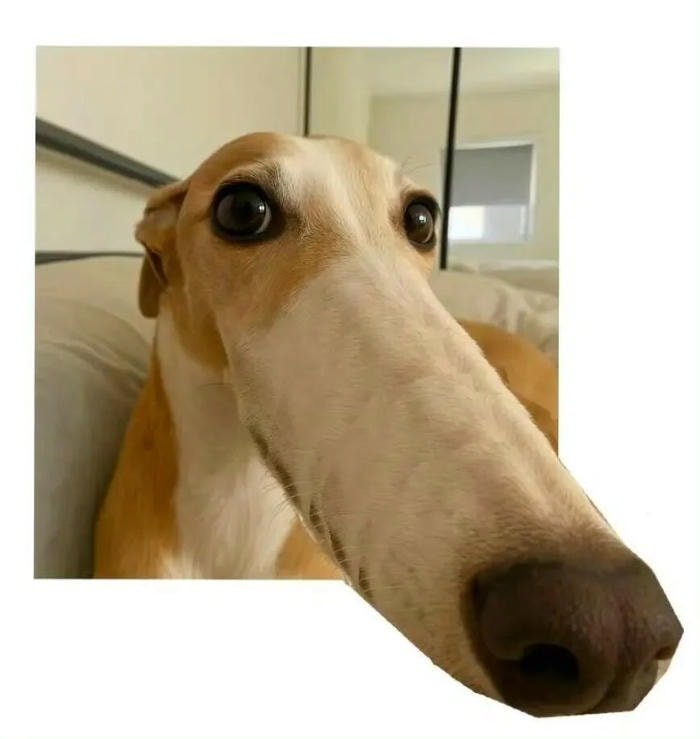 meme phản ứng bựa