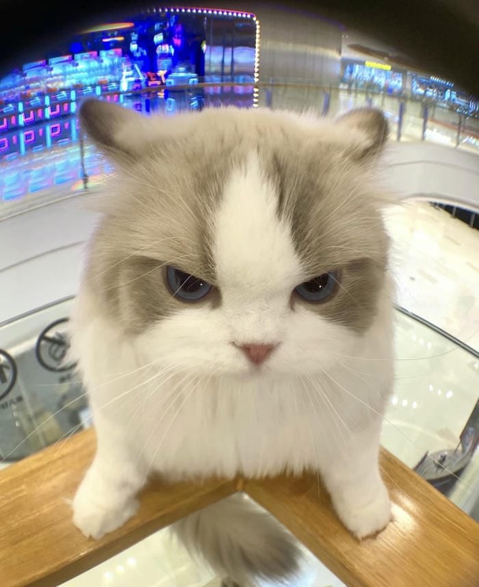 ảnh avatar mèo vô tri dễ thương cute