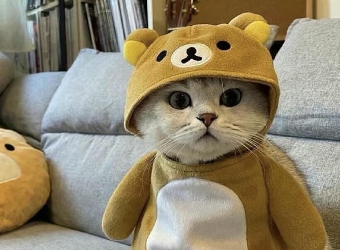 ảnh avatar mèo vô tri hài hước