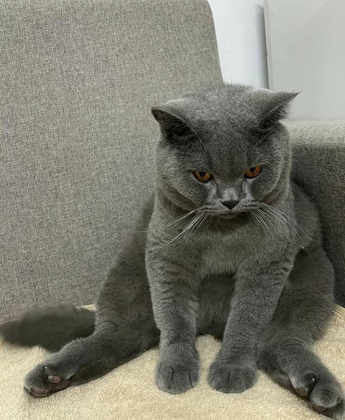 ảnh avatar mèo vô tri xinh đẹp