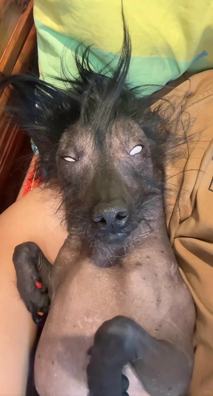 ảnh chó hài chế