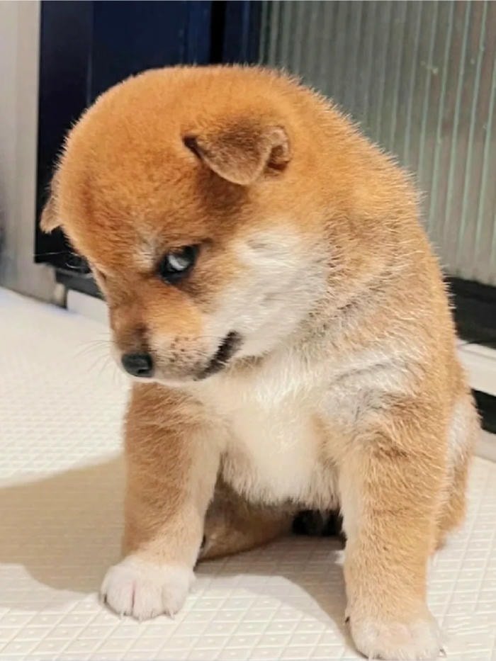 ảnh chó ngộ nghĩnh meme