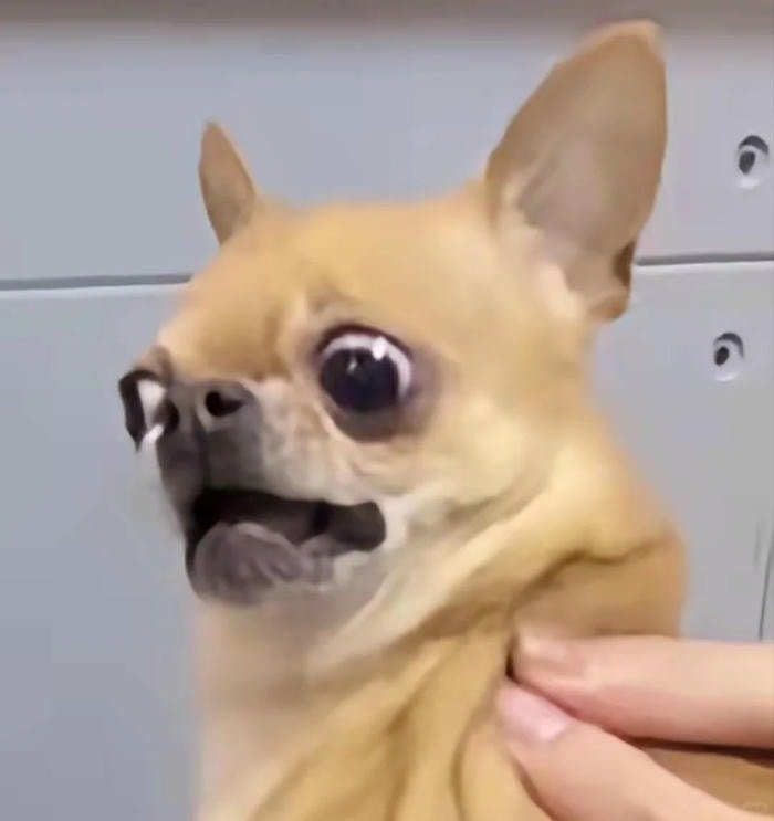 ảnh chó phèn hài