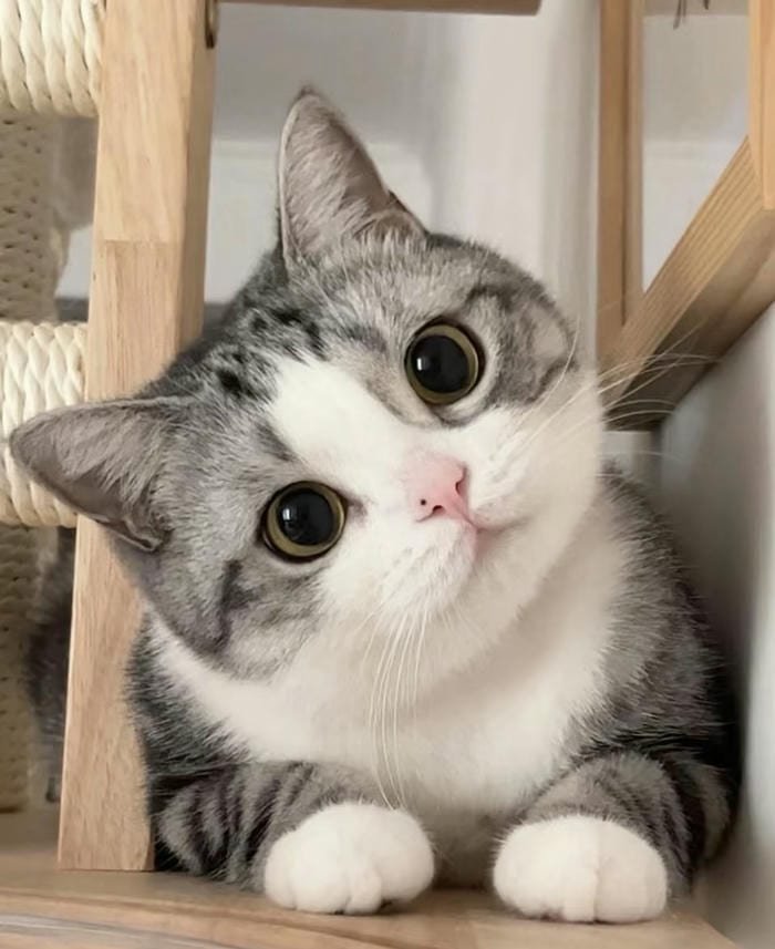 ảnh đẹp avatar mèo vô tri dễ thương