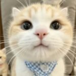 ảnh đẹp kiểu avatar mèo vô tri