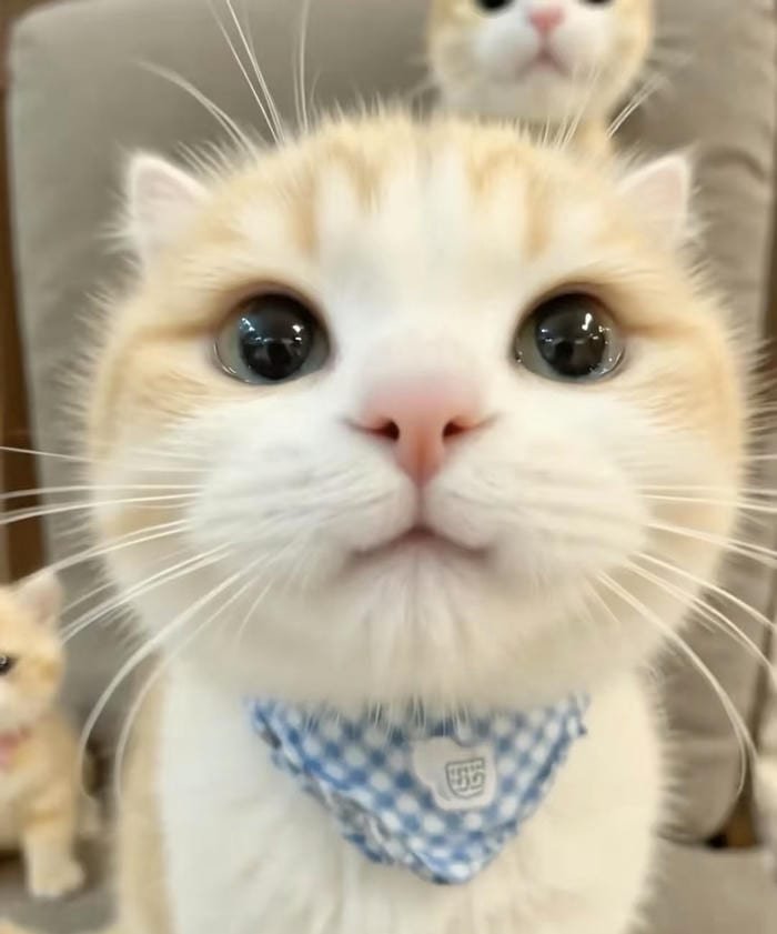 ảnh đẹp kiểu avatar mèo vô tri