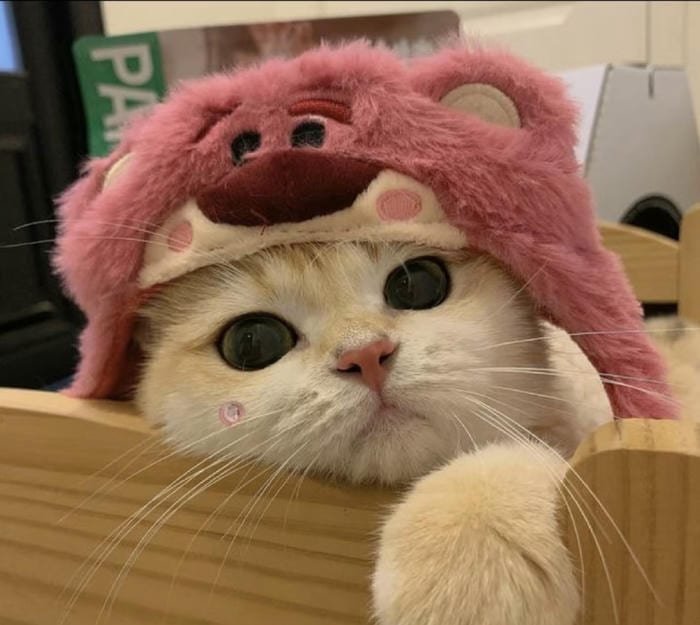 ảnh đẹp mèo vô tri avatar phong cách