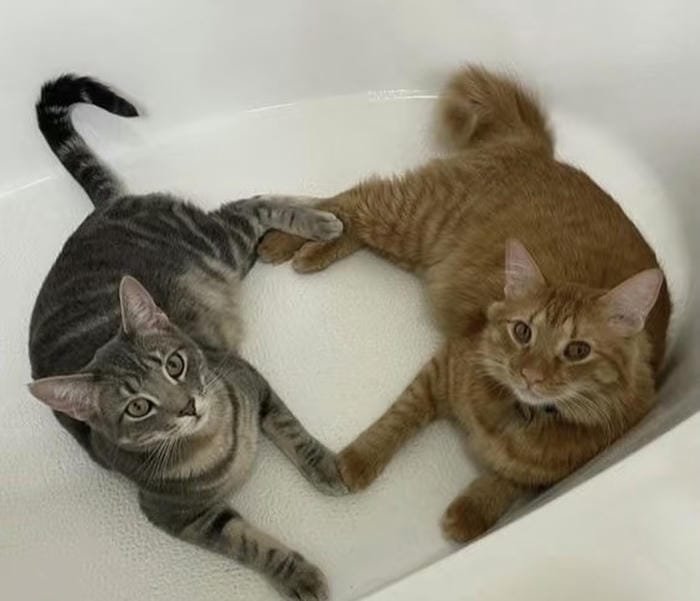 ảnh meme avatar cảm xúc