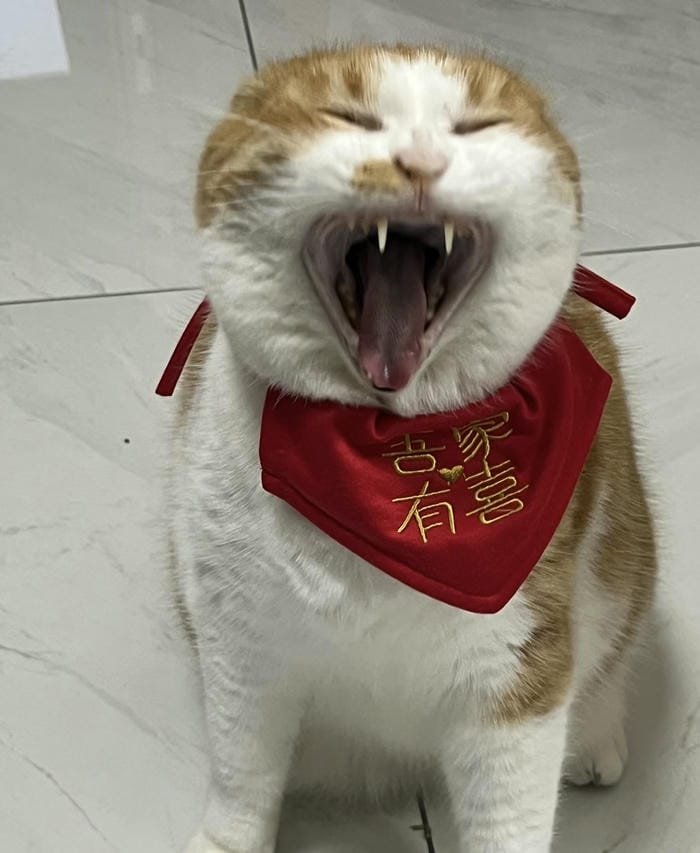 ảnh meme avatar hài