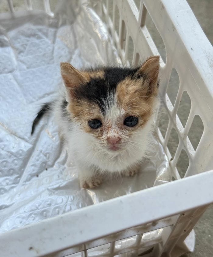 ảnh meme avatar ngầu chất