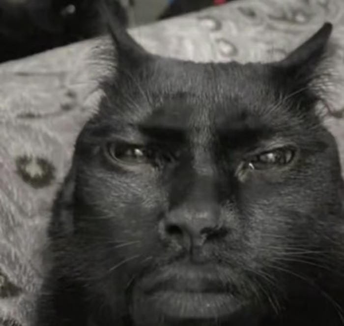 ảnh meme avatar vui nhộn