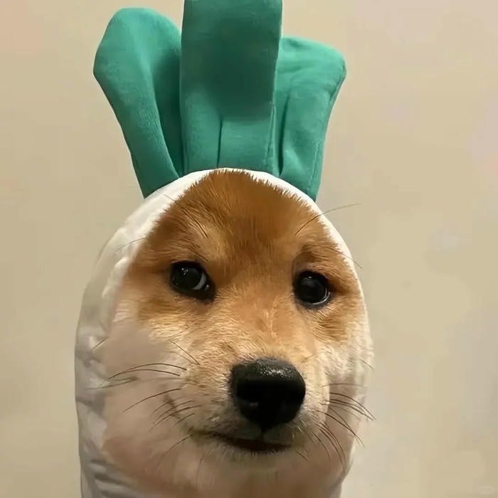 ảnh meme chó hài