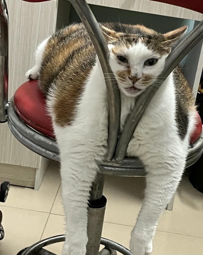 ảnh mèo vô tri đẹp kiểu avatar