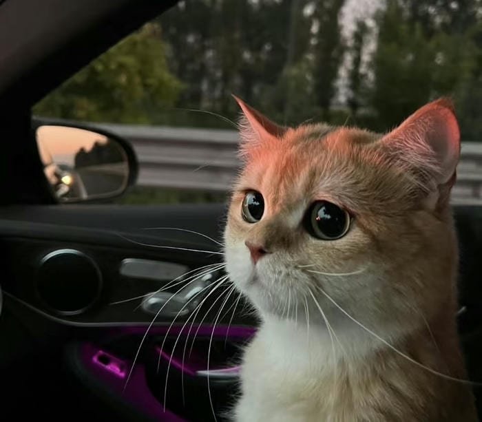 ảnh mèo vô tri hình avatar siêu xinh