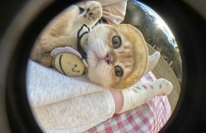 avatar meme phản ứng