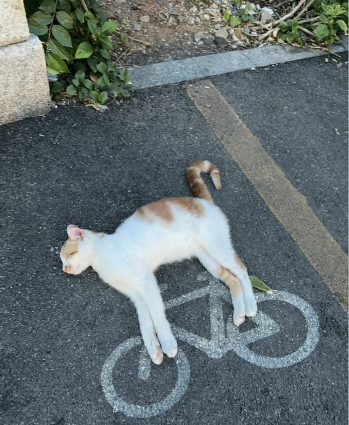 avatar meme tối giản