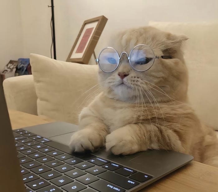 avatar mèo vô tri cute cực dễ thương