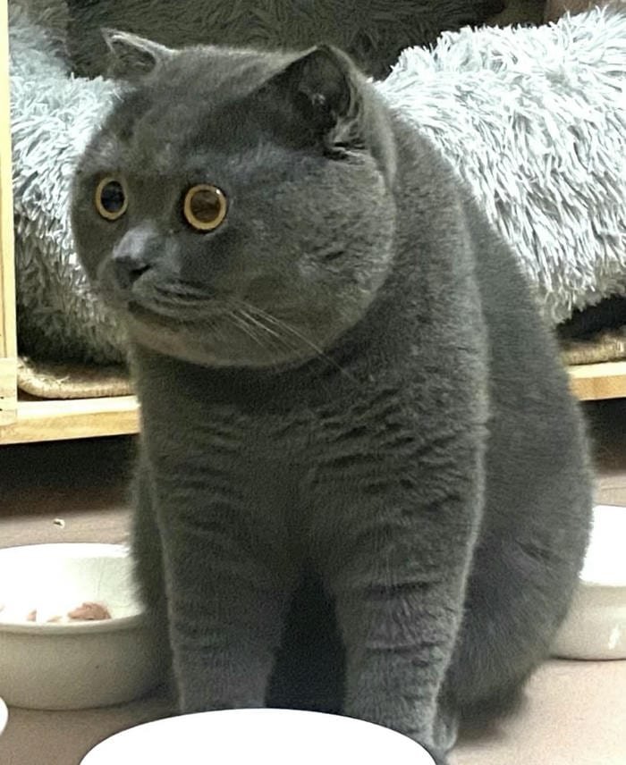 avatar mèo vô tri cute ngộ nghĩnh