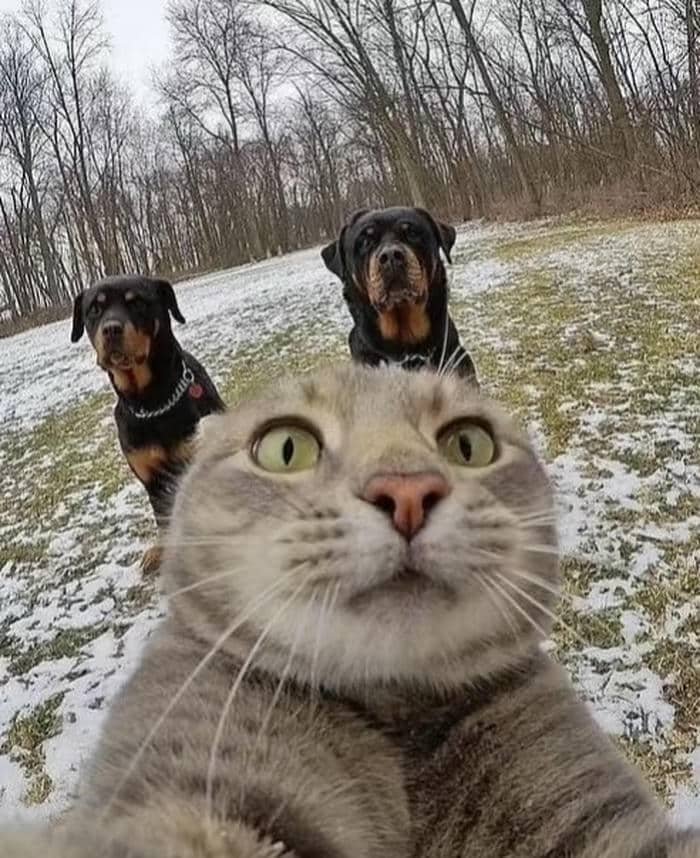 avatar mèo vô tri đáng yêu mới nhất