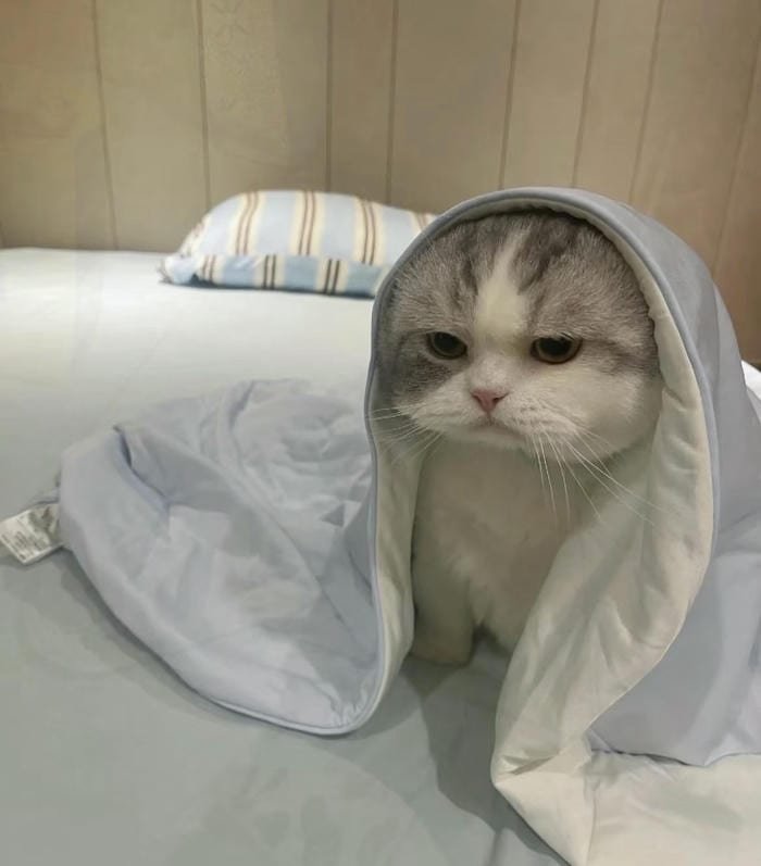 avatar mèo vô tri đáng yêu phong cách