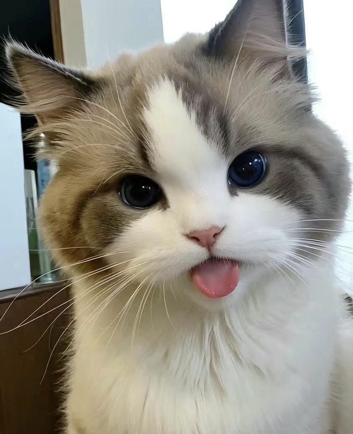 avatar mèo vô tri dễ thương đáng yêu