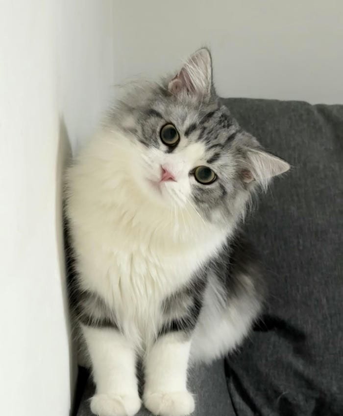 avatar mèo vô tri đẹp lung linh