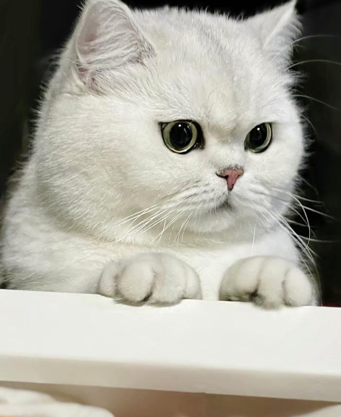 avatar mèo vô tri nghệ thuật độc lạ