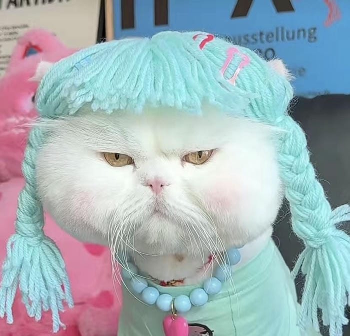 avatar mèo vô tri phong cách xinh xắn