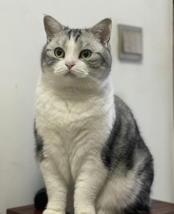 avatar mèo vô tri sắc nét đẹp