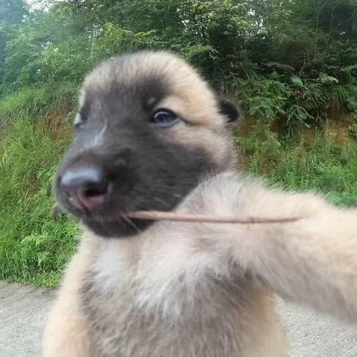 chó biểu cảm buồn cười