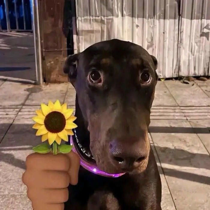 chó bựa hài hước