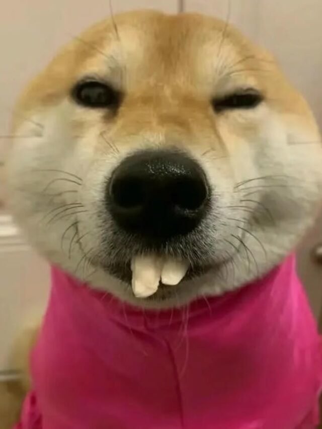 Tổng hợp 90+ hình ảnh meme chó bựa được chia sẻ nhiều