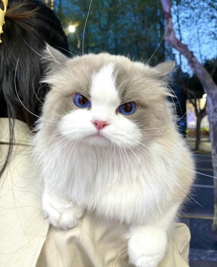 hình ảnh avatar mèo vô tri cực xinh